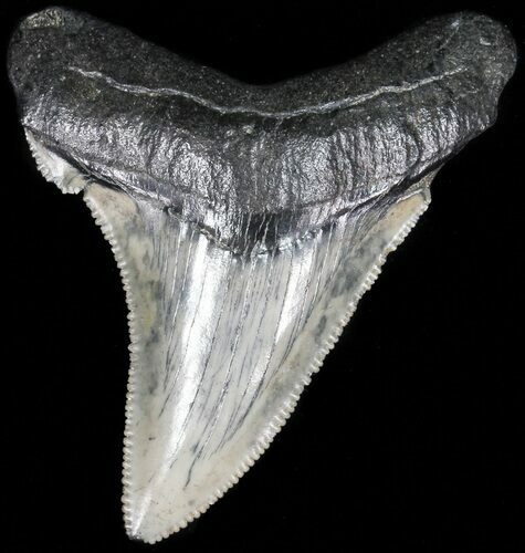 Serrated, Angustidens Tooth - Megalodon Ancestor #52985